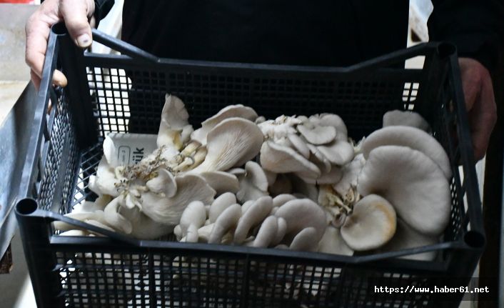 Artvin’de üretilen kayın mantarı protein değeriyle dikkat çekiyor