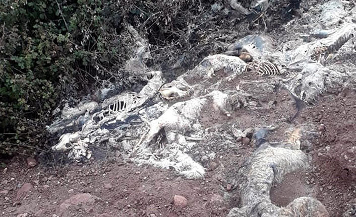 Arazide üst üste atılmış köpek ölüleri bulundu