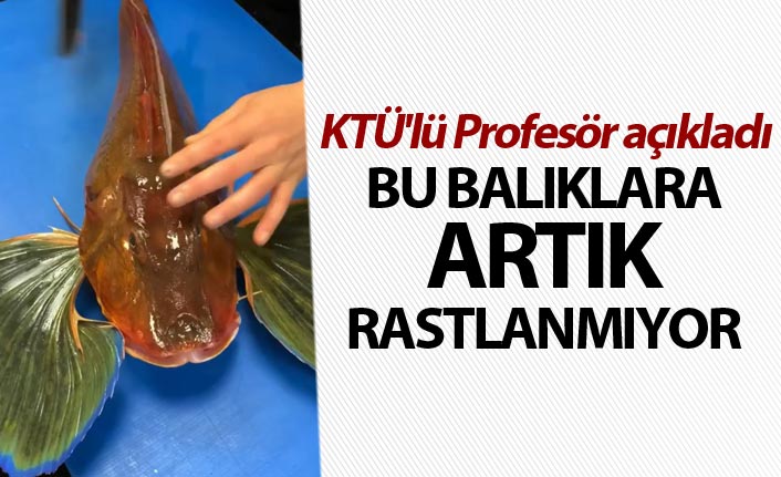 KTÜ'lü Profesör açıkladı - Bu balıklara artık rastlanmıyor