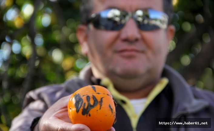 Trabzon Hurmasında Allah yazısı