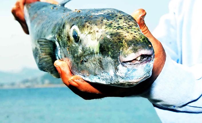 1 kilo balon balığı getirene para ödenebilir