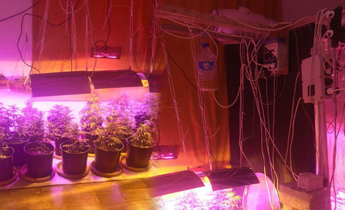 Evde genetiği değiştirilmiş kenevir yetiştiren şahıs yakalandı