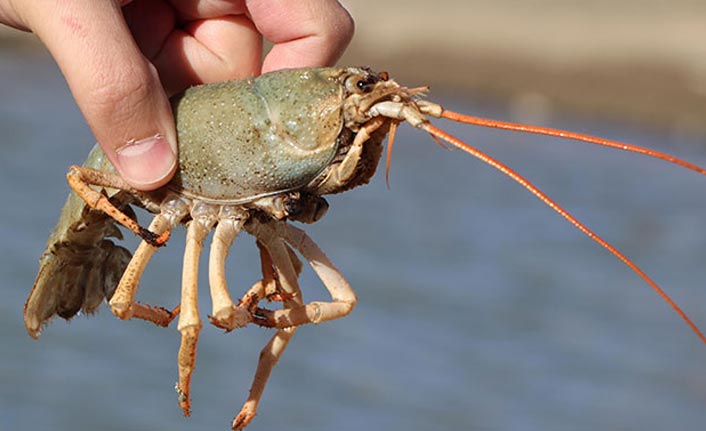 Van Gölü Havzası'nda yeni tehlike; tatlı su ıstakozu