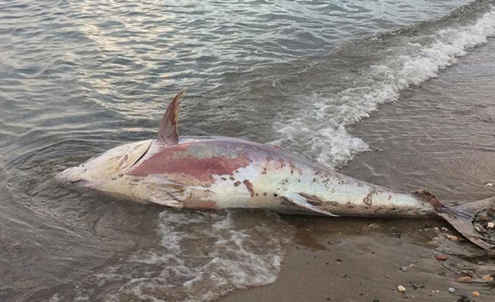 2 metre, 200 kilogram... Dev karaya vurdu!