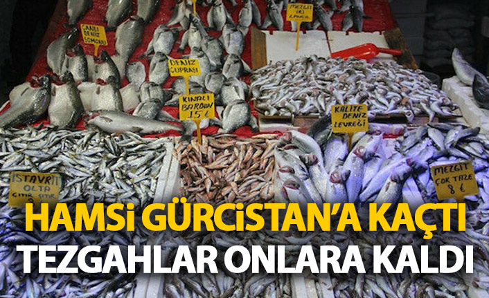 Hamsi Gürcistan'a kaçtı tezgahlar onlara kaldı