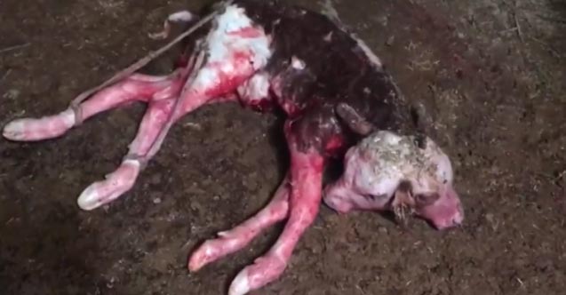 Çift başlı doğan buzağı görenleri hayrete düşürdü