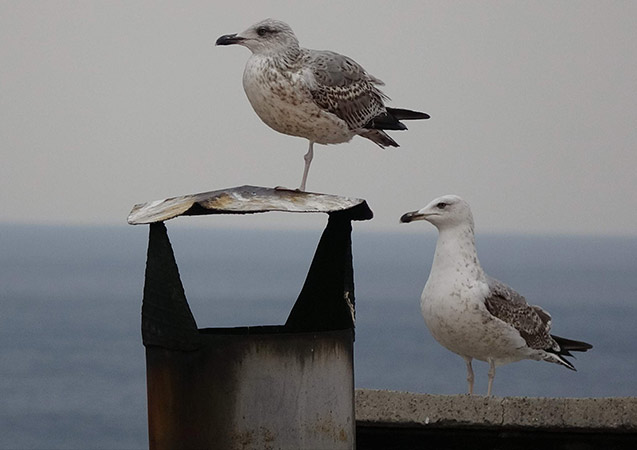 Trabzon'da martı görenleri şaşırttı
