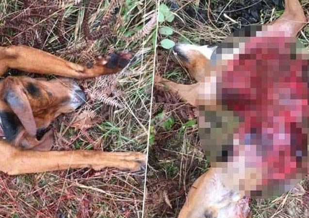 Aç kalan kurtlar, av köpeğini telef etti