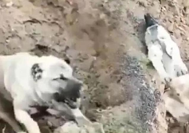 Zehirlendiği öne sürülen köpeğin sahibi serbest!