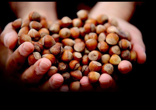 Fındık üretimi yüzde 50,7 arttı