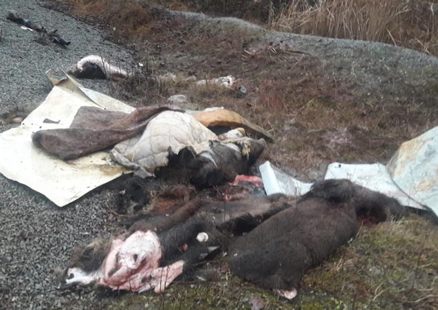 Trabzon'da domuz endişesi - Parçaladılar derilerini yol kenarına bıraktılar