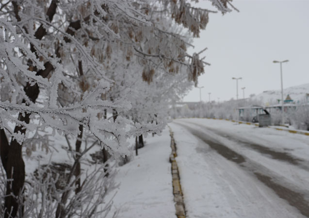 Kırağı tutan ağaçlardan kar yağdırdılar