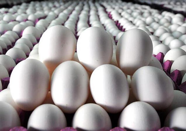 Yumurta ve su ürünlerindeki KDV indirimi üreticileri sevindirdi