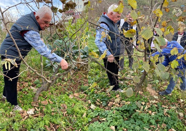 Türkiye’de tek aşırı gövdeli fındık bahçesinde budama yapıldı