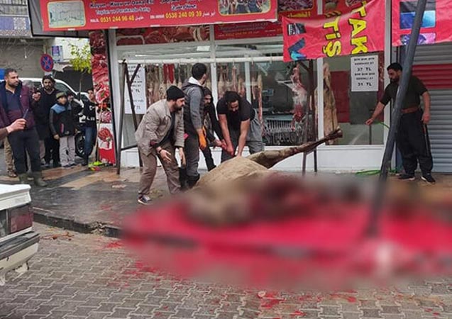 Şanlıurfa'da korkunç görüntü! Sokakta deve kesimi işkenceye döndü