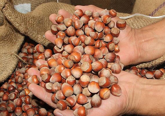 Fındık ihracatında rekor