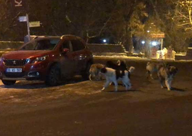 Onları gören kaçtı!