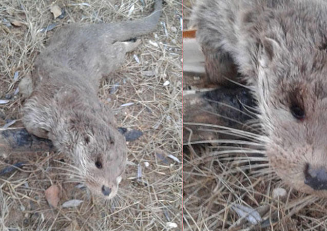 Nadir görülüyordu, telef olmuş halde bulundu