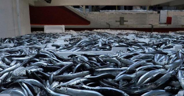 İğneada’da Hamsi Bereketi: Balıkçılar Kasalarla Denizden Çıkardı