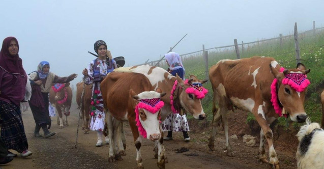 Trabzon'da küçükbaş ve büyükbaş hayvan sayıları arttı