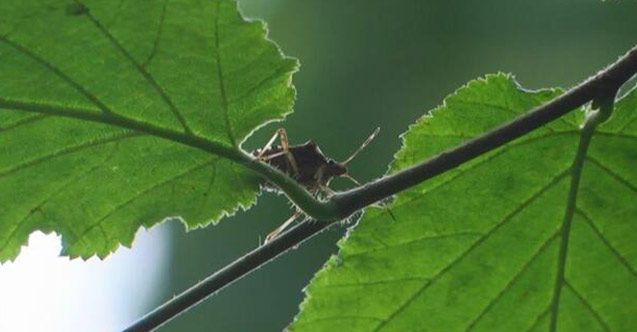 Trabzon fındığa dadanan 'vampir' böcekle mücadele sürüyor