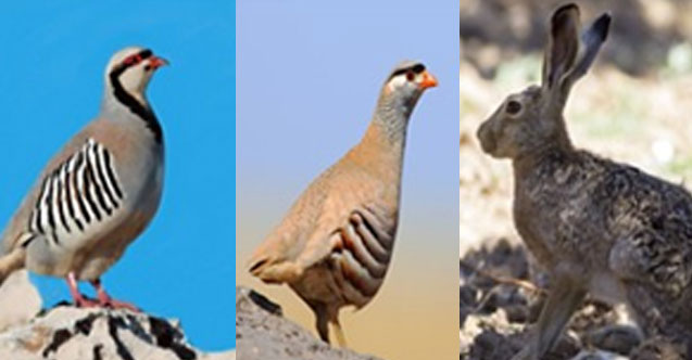 Keklik ve tavşan avı yasağı başladı