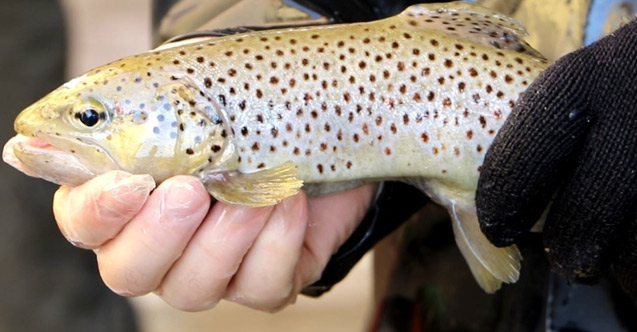 Trabzon'da 18 Milyondan fazla alabalık üretildi