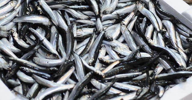 Hamside fiyat 25 TL'yi buldu