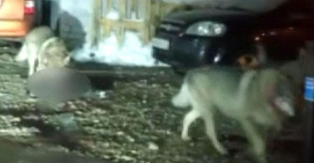 Aç kalan kurtlar şehre indi