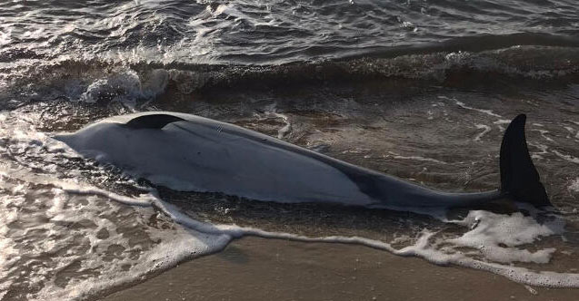 Edirne'de ölü yunus karaya vurdu 27 Ocak 2020