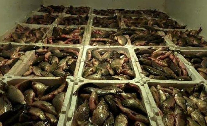 Kamyonet kasasında 2 ton balık! 10 bin lira ceza kesildi