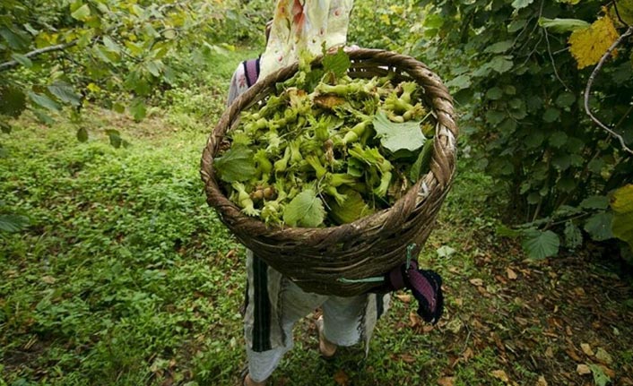 Fındık için korkutan uyarı - Yüzde 50 kayıp
