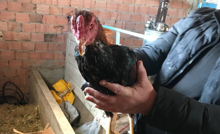 Horoz dövüşçüleri suçüstü yakalandı