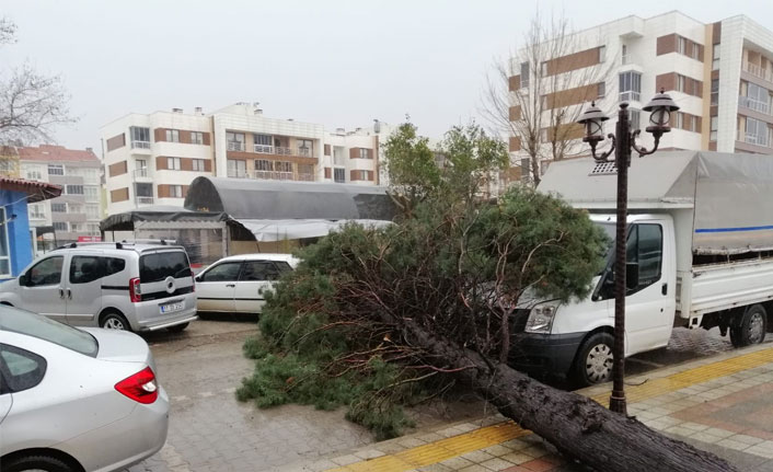 Çanakkale'de fırtına çam ağacını devirdi, araçlar hasar gördü