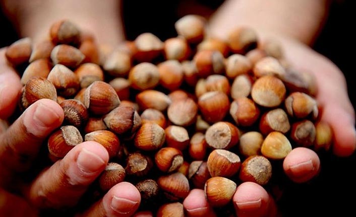 Kahverengi kokarcanın fındığa zararı belli oldu