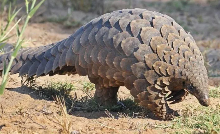 "Koronavirüsü pangolinden bulaşmış olabilir"