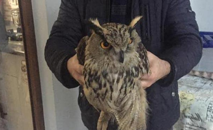 Nesli tükenme tehlikesiyle karşı karşıya...