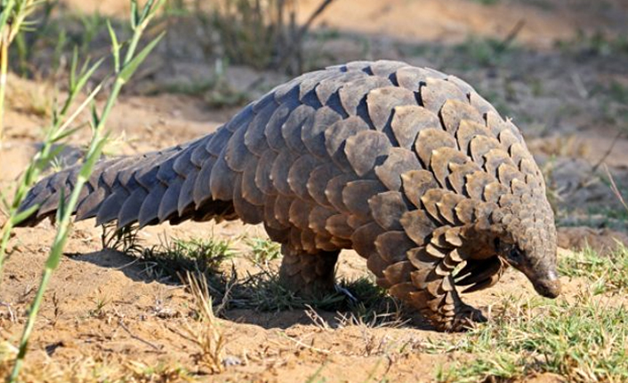 Tehlike anında yuvarlanıp top gibi oluyor! İşte katil virüsü yayan pangolin