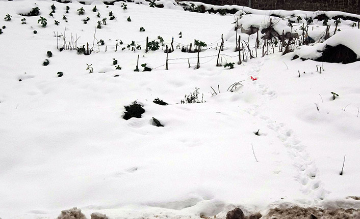 Trabzon'da kar yağışı tarıma yaradı