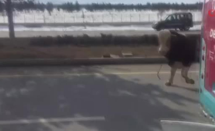 Kızgın boğa trafiği birbirine kattı