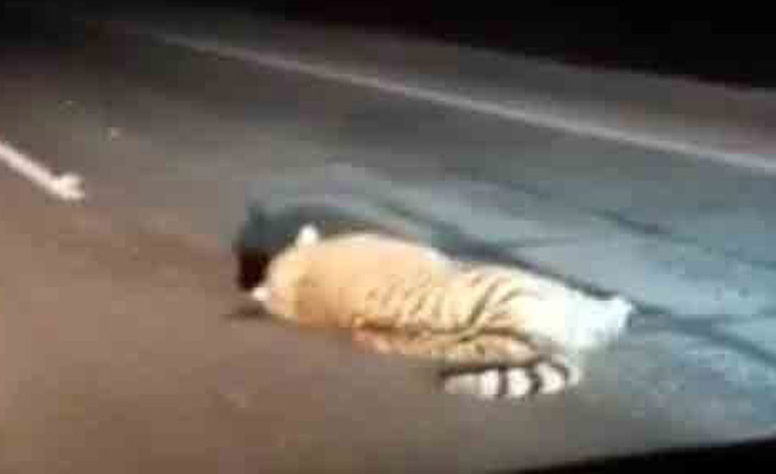 Nesli tükenmekte olan kaplana araba çarptı