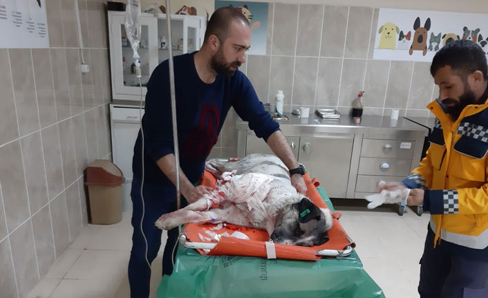 Yaralı köpeğe polis şefkati