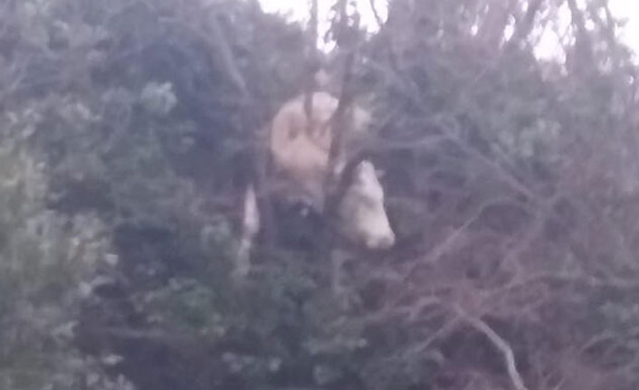 Bartın'da yamaçtan yuvarlanan inek, vinçle kurtarıldı