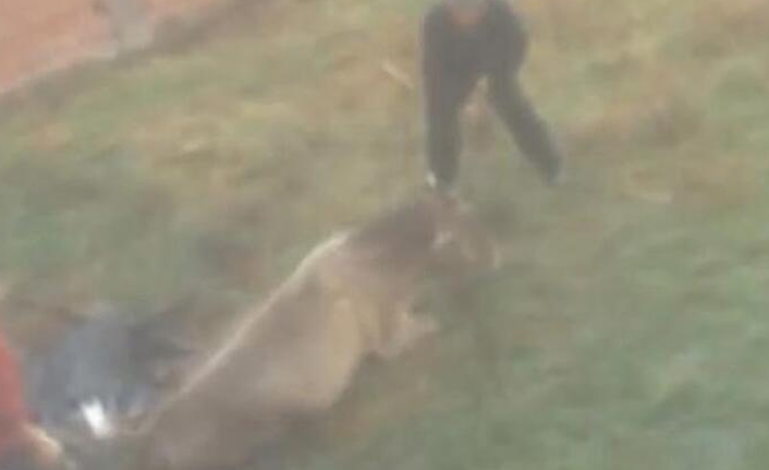 İnsanlık dışı! Eziyet kamerada...