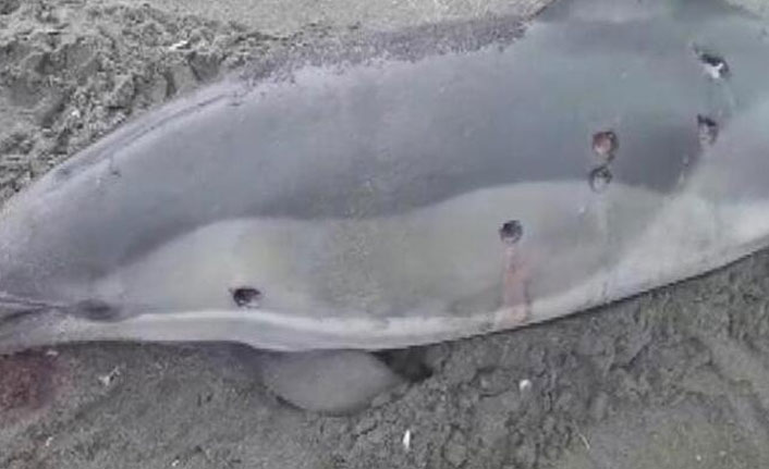 3 yunusu kurşunladılar