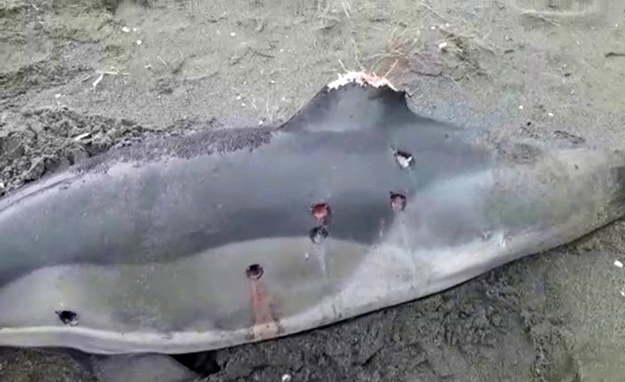 Yunuslara ateş açtılar!