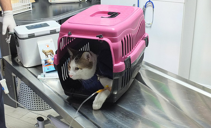 Karaciğeri hasar gören kediye doku nakli