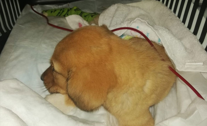Anemi olan yavru köpeğe kan nakli yapıldı