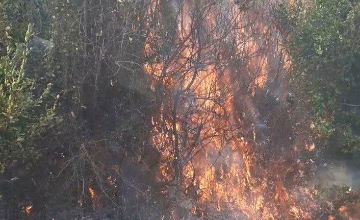 Samandağ'da zeytinlikte korkutan yangın