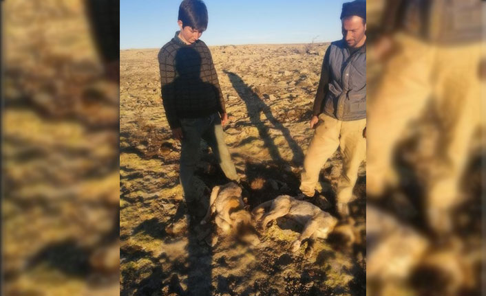 Yavru köpekler vahşice öldürüldü